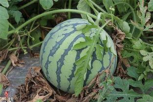 偷来的瓜怎么吃,解锁偷来瓜的完美食用之道