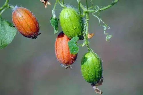 野外王瓜可以吃吗,可食用还是危险？揭秘其食用之谜