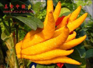 隼人瓜咋吃,隼人瓜的独特食用方法揭秘