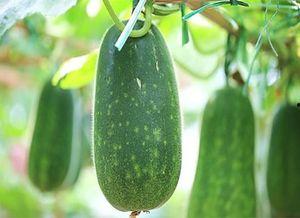 秀儿吃瓜越吃越胖,揭秘吃瓜越吃越胖的真相