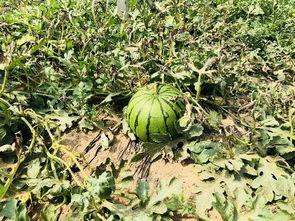 北潭吃瓜,一场别开生面的吃瓜盛宴