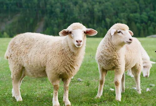 羊吃不吃瓜芦根,探究羊是否吃瓜芦根之谜