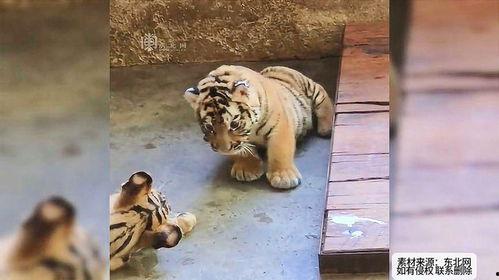 吃瓜打架被误伤,一场误会引发的纷争