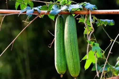 夏天吃那三瓜,三瓜养生攻略