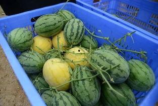 真人吃瓜群,网络社交新现象背后的故事