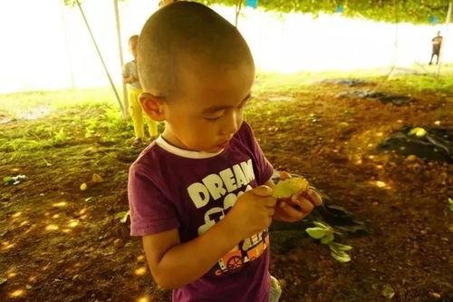 真人吃瓜群,网络社交新现象背后的故事