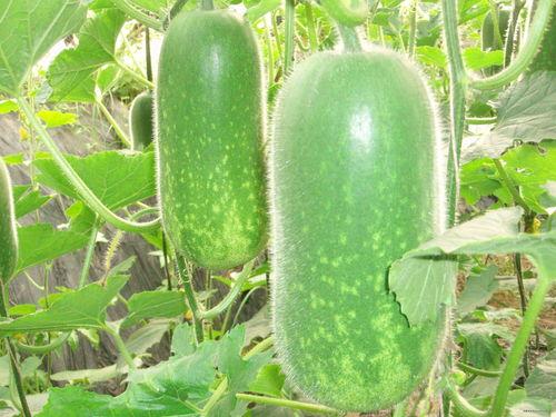 大龙骨吃瓜笔记