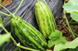 炎夏吃瓜摸瓜的意思,尽享吃瓜摸瓜的清凉时光