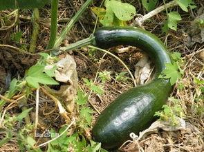 冻方瓜怎么吃,解锁美味新境界