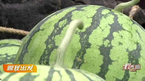 镇东路吃瓜,瓜田里的欢乐时光