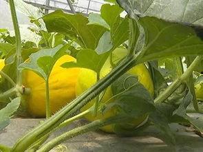 镇东路吃瓜,瓜田里的欢乐时光