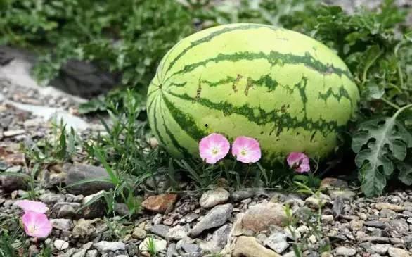 破冰企业蒙眼吃瓜,破冰企业共赴瓜果盛宴