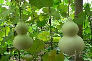 葫芦瓜的做法怎么吃,探索家常烹饪新花样