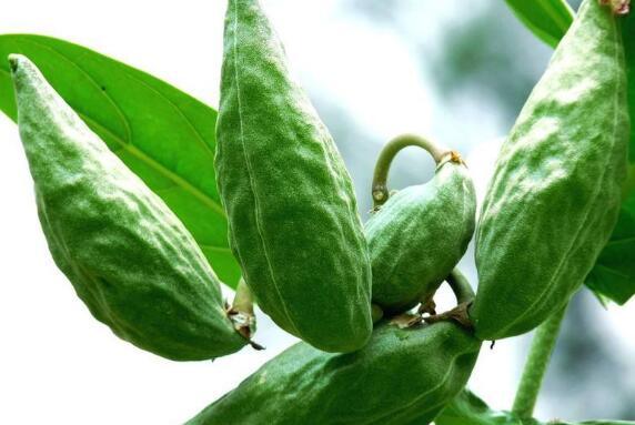 声控吃牛角瓜,解锁牛角瓜的神秘美味之旅